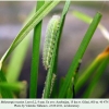 melanargia russiae azerbaijan larva2